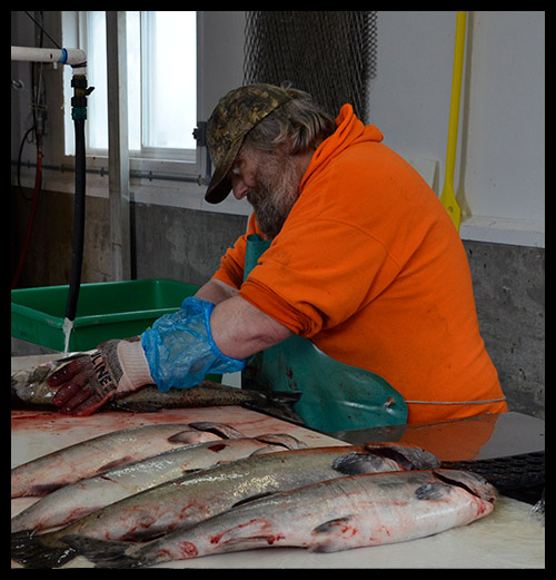 Fishhawk Fisheries - Employment Opportunities