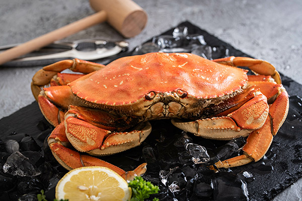 Pacific Northwest Dungeness Crab