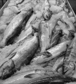 Fishhawk Fisheries - Fresh Seafood